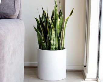 May include: A green and yellow snake plant in a white ceramic pot. The plant is sitting on a wooden floor in front of a gray couch.