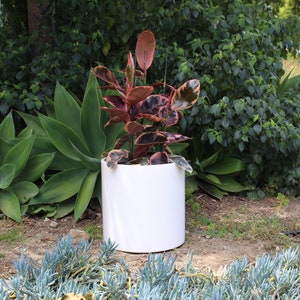May include: A white ceramic planter with a red and green leafy plant inside. The planter is sitting on a bed of green and blue succulents.