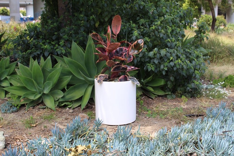 May include: A white ceramic planter with a red and green leafy plant inside. The planter is sitting on a bed of green and blue succulents.