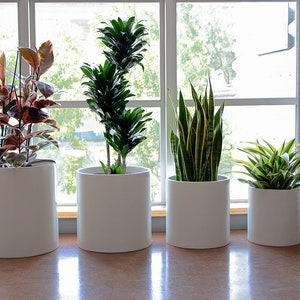 May include: Four potted plants in white cylindrical pots, sitting on a windowsill. The plants are a red-leafed ficus, a dracaena, a snake plant, and a spider plant.