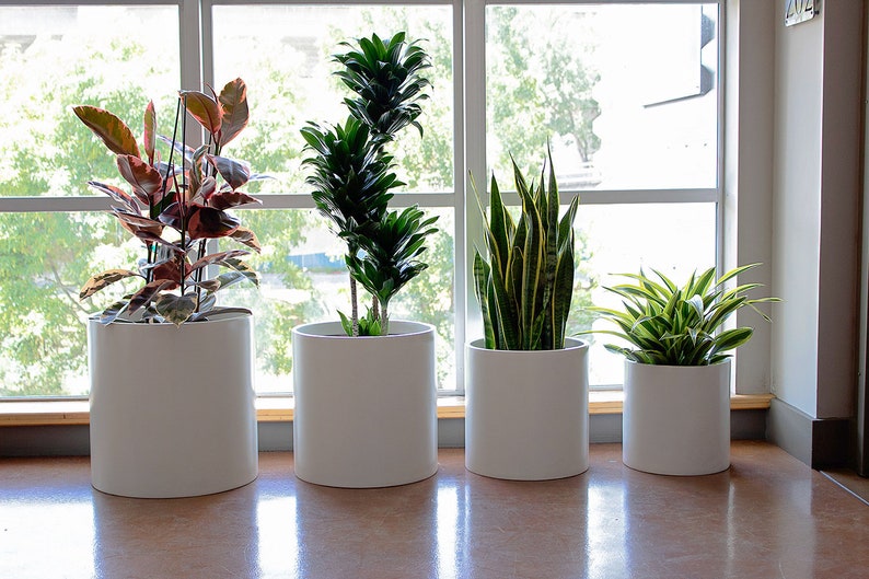 May include: Four potted plants in white cylindrical pots, sitting on a windowsill. The plants are a red-leafed ficus, a dracaena, a snake plant, and a spider plant.