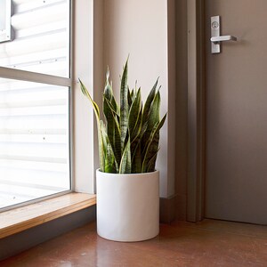 May include: A large green snake plant in a white ceramic pot, sitting on a wooden floor next to a window and a closed door.