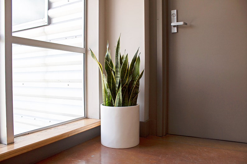 May include: A large green snake plant in a white ceramic pot, sitting on a wooden floor next to a window and a closed door.