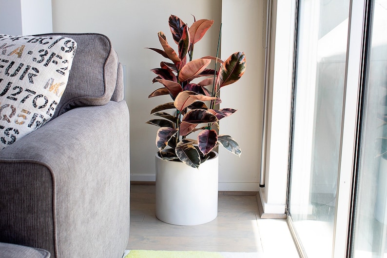 May include: A large, potted rubber plant with variegated leaves in shades of green, red, and white. The plant is in a white ceramic pot and is sitting on a light wood floor.