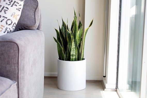 White Round Fiberglass Planter 12 14 16 18 Inch | Modern Cylinder Plant Pot Indoor Outdoor | Lightweight Weather-Resistant Mid-Century Pot