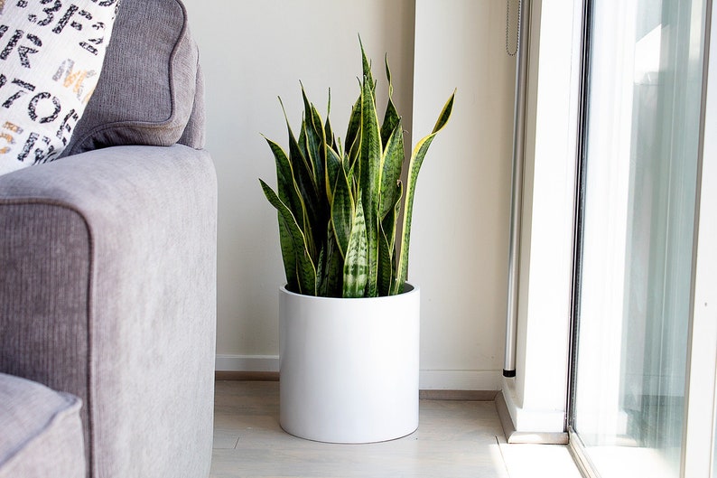 May include: A green and yellow snake plant in a white ceramic pot. The plant is sitting on a wooden floor in front of a gray couch.