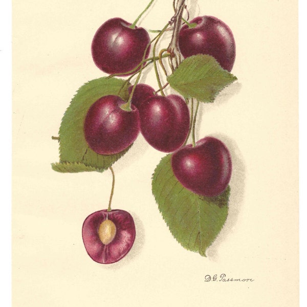 1907 Antique Cherry Print Lambert Cherry Lithograph