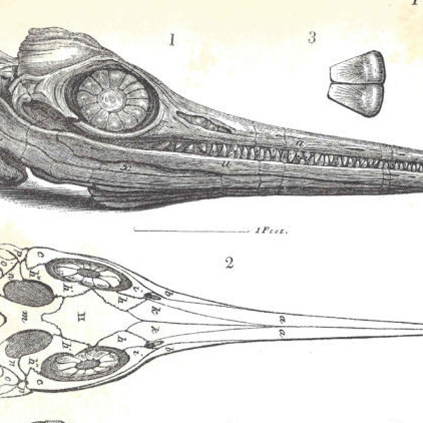 1837 Antique FOSSILS Print PALEONTOLOGY Ichthyosaurus Original Lithograph Book Plate