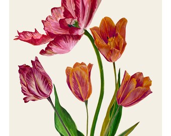 Blommornas språk Tulpaner Giclée-tryck