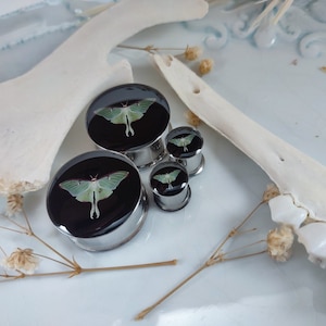 May include: Three silver ear gauges with a black background and a green luna moth design. The gauges are different sizes.