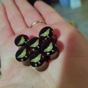May include: A set of six black and green ear gauges with a moth design.