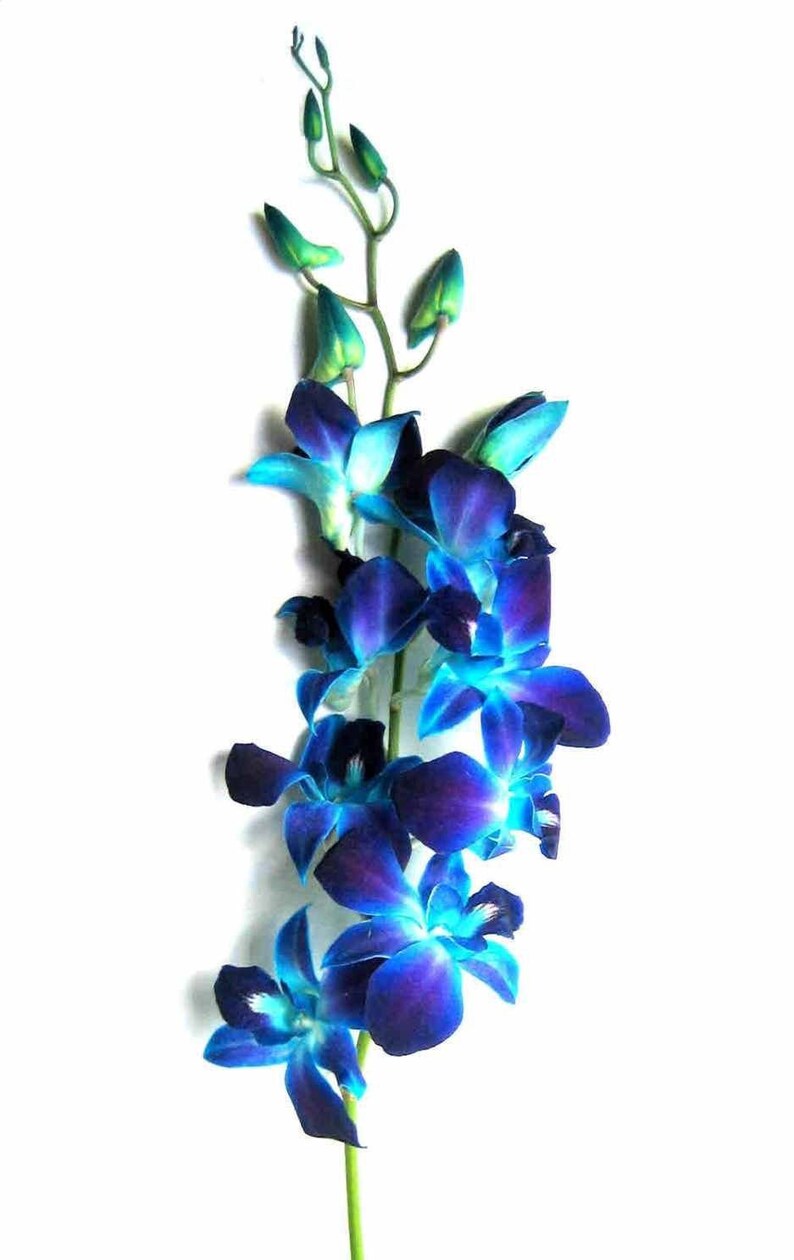 Fresh Cut Blue Dendrobium Orchid Etsy