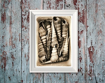 Seaside Shells - Art Print 'Unframed'  - retro photography nature seaside aquatic sea life beach fish