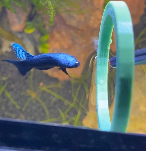 betta feeding ring