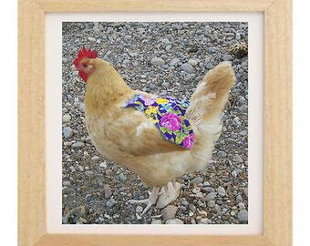 4 TAIL FEATHER PECKING CHICKEN SADDLE APRON HEN JACKET CHICKEN HATCHING EGGS