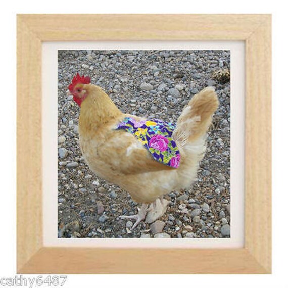 VARIETY PACK Chicken Saddle Apron Hen BACK FEATHER PROTECTION BACKYARD POULTRY