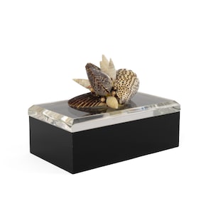 May include: A black rectangular box with a clear lid, decorated with a cluster of seashells. The seashells are in shades of brown, beige, and white, creating a natural, decorative accent. The box is likely used for storage or display.