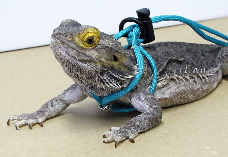 Red and Black Bearded Dragon Small Animal HarnessLeash