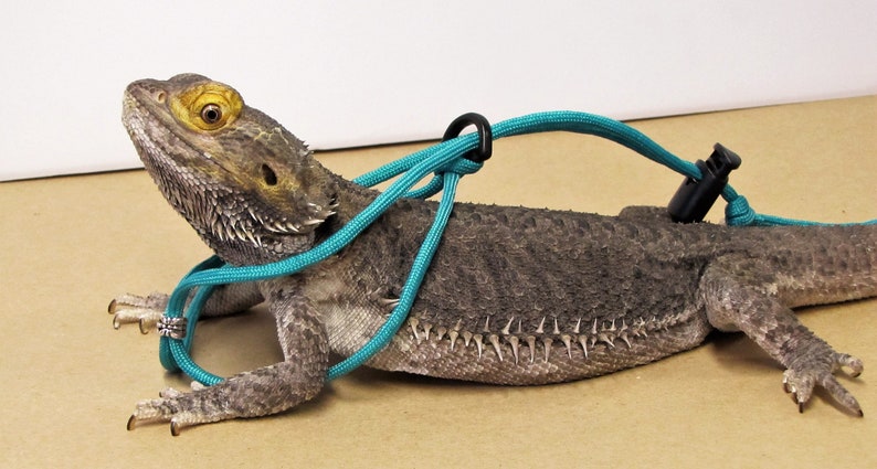 Red and Black Bearded Dragon Small Animal HarnessLeash