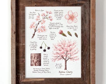 Yoshino Cherry Blossom Botanical Watercolor 8x10in Print, Watercolor Nature Print for Home Decor, Wall Art, Washington DC, Colorful Floral