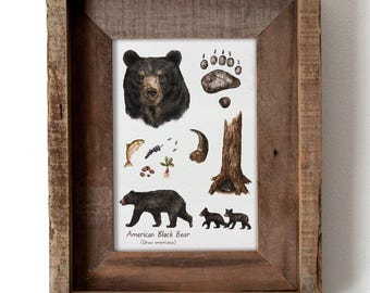 American Black Bear Watercolor 5x7in Print — Wildlife Field Guide Illustration, Nature Wall Art, Woodland Animal Decor, Forest Creature Art