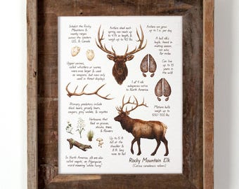 Rocky Mountain Elk Watercolor 8x10in Print — Wildlife Field Guide Illustration, Nature Wall Art, Woodland Animal Decor, Wapiti Artwork