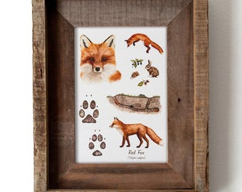 Red Fox Watercolor 5x7in Print — Wildlife Field Guide Illustration, Nature Wall Art, Woodland Animal Decor, Vulpes Artwork, Forest Critters