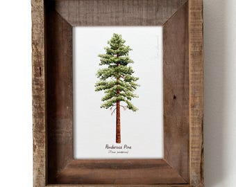Ponderosa Pine Botanical Watercolor 5x7in Print, Hiker Gift, Wilderness Nature Art, PNW Landscape Wall Art, Hiking Decor, Montana Art, Pine