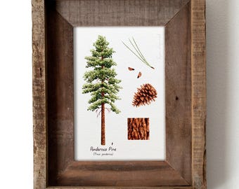 Ponderosa Pine Botanical Watercolor 5x7in Print, Hiker Gift, Wilderness Art Print, PNW Landscape Wall Art, Hiking Decor, Montana Art, Pine