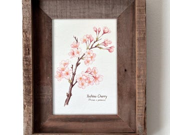 Yoshino Cherry Blossom Botanical Watercolor 5x7in Print, Watercolor Nature Print for Home Decor, Wall Art, Washington DC, Pink Floral
