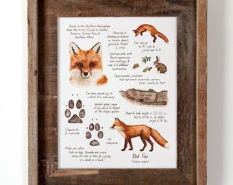 Red Fox Watercolor 8x10in Print — Wildlife Field Guide Illustration, Nature Wall Art, Woodland Animal Decor, Vulpes Artwork, Forest Critters