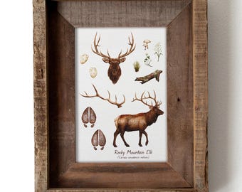 Rocky Mountain Elk Watercolor 5x7in Print — Wildlife Field Guide Illustration, Nature Wall Art, Woodland Animal Decor, Wapiti Artwork