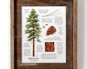 Ponderosa Pine Botanical Watercolor 8x10in Print, Hiker Gift, Wilderness Art Print, PNW Landscape Wall Art, Hiking Decor, Montana Art, Pine