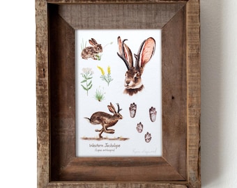 Western Jackalope Print 8x10, Watercolor Field Guide Style Illustration, Cryptid Artwork, Jackrabbit Wall Art Decor, Mythical Creature Gift