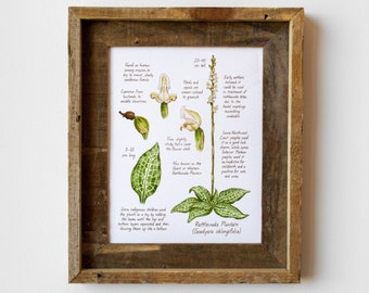 Rattlesnake Plantain Botanical Print – 8x10 Watercolor Wildflower Art – Forest Field Guide For Hiker – Nature Wall Decor – Plant Lover Gift