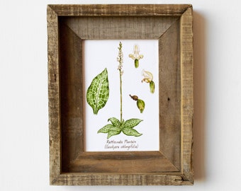 Rattlesnake Plantain Botanical Print – 5x7 Watercolor Wildflower Art – Forest Field Guide – Nature Decor for Small Spaces – Plant Lover Gift