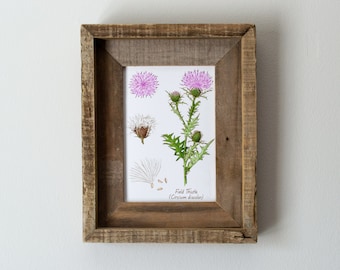 Field Thistle Botanical Watercolor Print 5x7in, Wildflowers, East Coast, Hiker Gift, Wall Art, Hiking Decor, Colorful Floral, For Bedroom