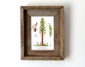 Coast Redwood Botanical Watercolor 5x7in Print, Sequoia, Hiker Gift, PNW Landscape Wall Art, Hiking Decor, Redwood National Park And Forest