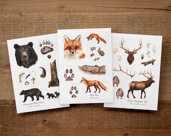 5x7in Set of 3 Forest Animals Red Fox, American Black Bear, Rocky Mountain Elk — Watercolor Wildlife Field Guide Illustration, Nature Art