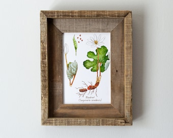 Bloodroot Botanical Watercolor Print 5x7in, Bloodwort, Eastern Wildflowers, Hiker Gift, Wall Art, Hiking Decor, Colorful Floral, For Bedroom