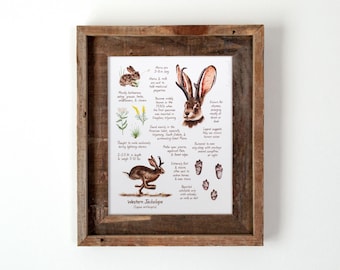 Western Jackalope Print 8x10, Watercolor Field Guide Style Illustration, Cryptid Artwork, Jackrabbit Wall Art Decor, Mythical Creature Gift