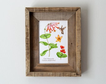 Coral Honeysuckle Botanical Watercolor Print 5x7in, Woodbine, Wildflowers, Hiker Gift, Wall Art, Hiking Decor, Colorful Floral, For Bedroom