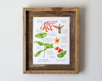 Coral Honeysuckle Botanical Watercolor 8x10in Print, Woodbine, Wildflowers, Hiker Gift, Wall Art, Hiking Decor, Colorful Floral, For Bedroom