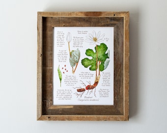 Bloodroot Botanical Watercolor 8x10in Print, Bloodwort, Eastern Wildflower, Hiker Gift, Wall Art, Hiking Decor, Colorful Floral, For Bedroom