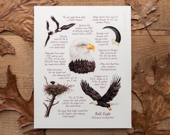 Bald Eagle Field Guide 8x10in Watercolor Print — Birds of Prey Art, Wildlife Illustration, Birding Artwork, Bird Lover Gift, Nature Decor