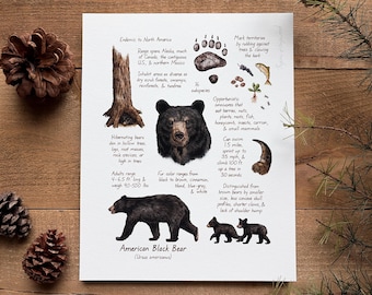 American Black Bear Watercolor 8x10in Print — Wildlife Field Guide Illustration, Nature Wall Art, Woodland Animal Decor, Forest Creature Art