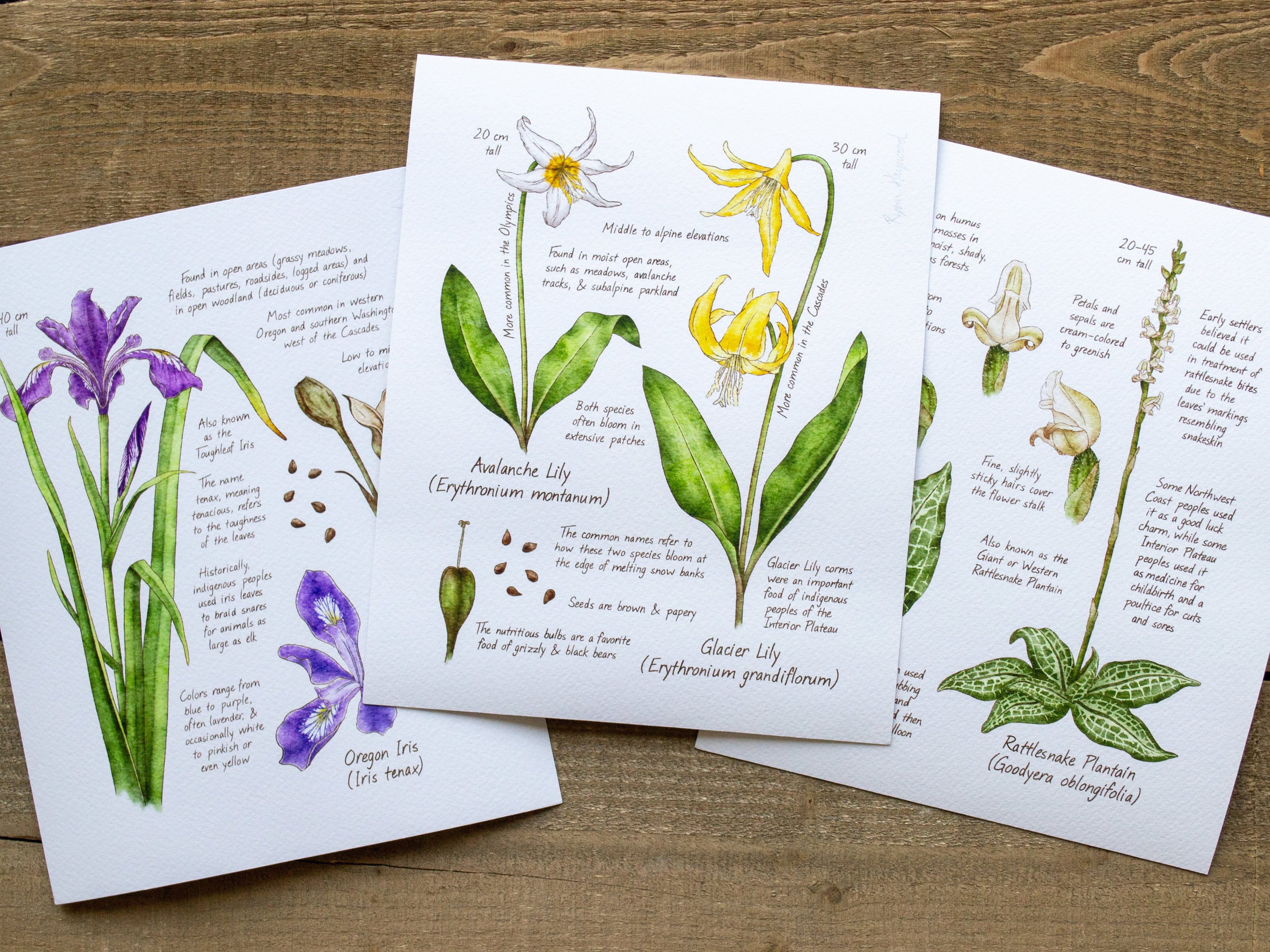 Wildflowers of the Northwest Illustration Flower Print Art Print