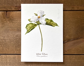 White Trillium Botanical Watercolor Print 5x7in — Wildflower Botanical Art, Woodland Flower Wall Decor, Nature Illustration, Gift for Hiker
