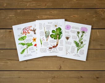 8x10in Set of 3 Honeysuckle, Bloodroot, Thistle, Wildflowers, Botanical Watercolor Prints, Hiking Decor, Colorful Floral, For Bedroom Wall