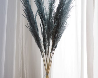 Pampas grass blue bunch